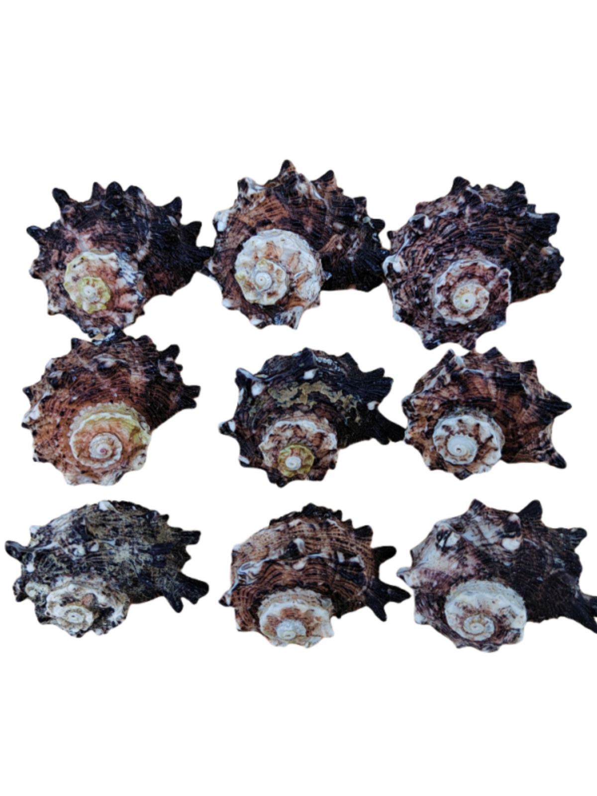 Natural Crown-of-Thorns Conch, - đánh giá và giá Equestrian Helmet