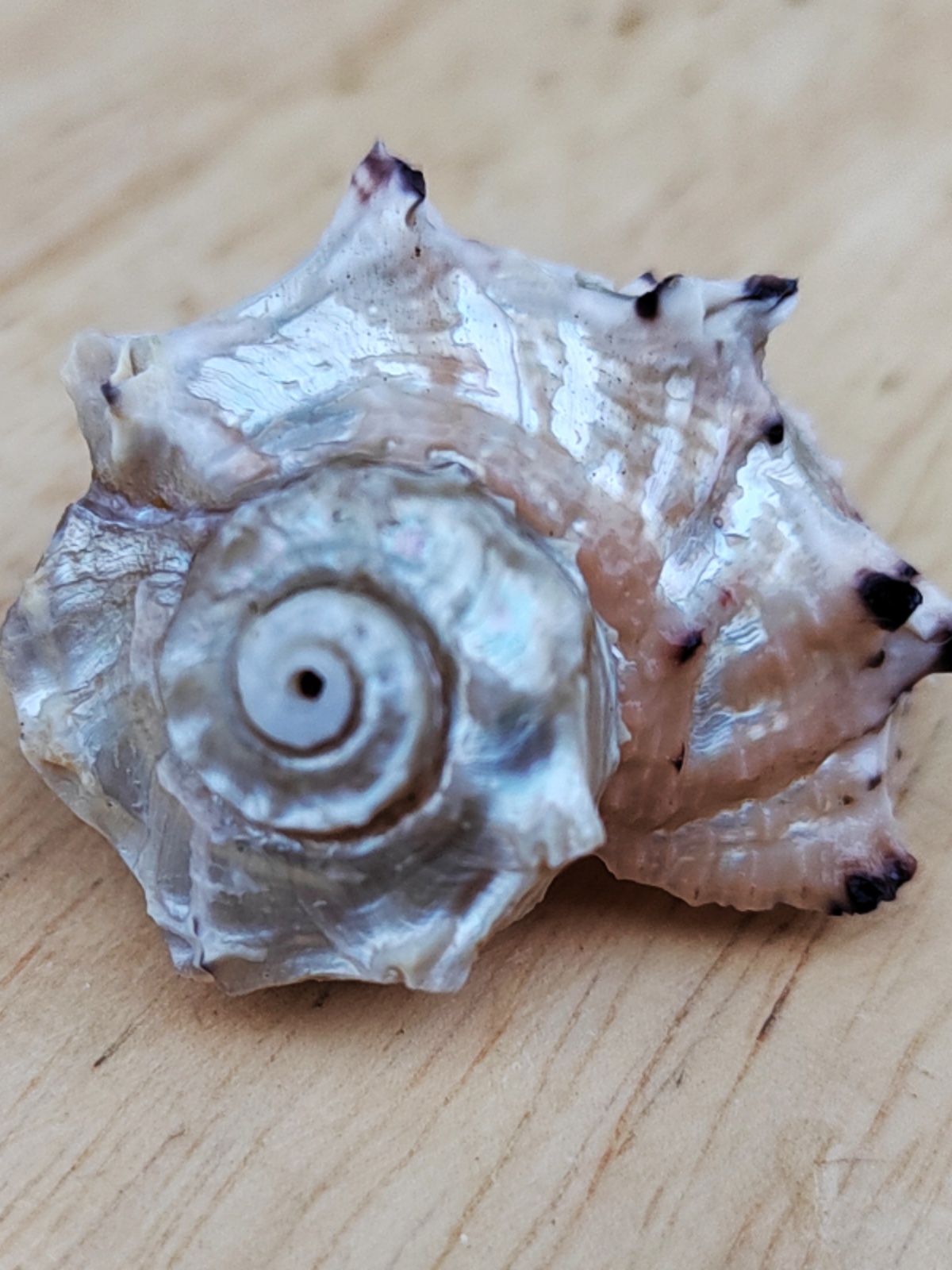 Natural Crown-of-Thorns Conch, - đánh giá và giá Equestrian Helmet